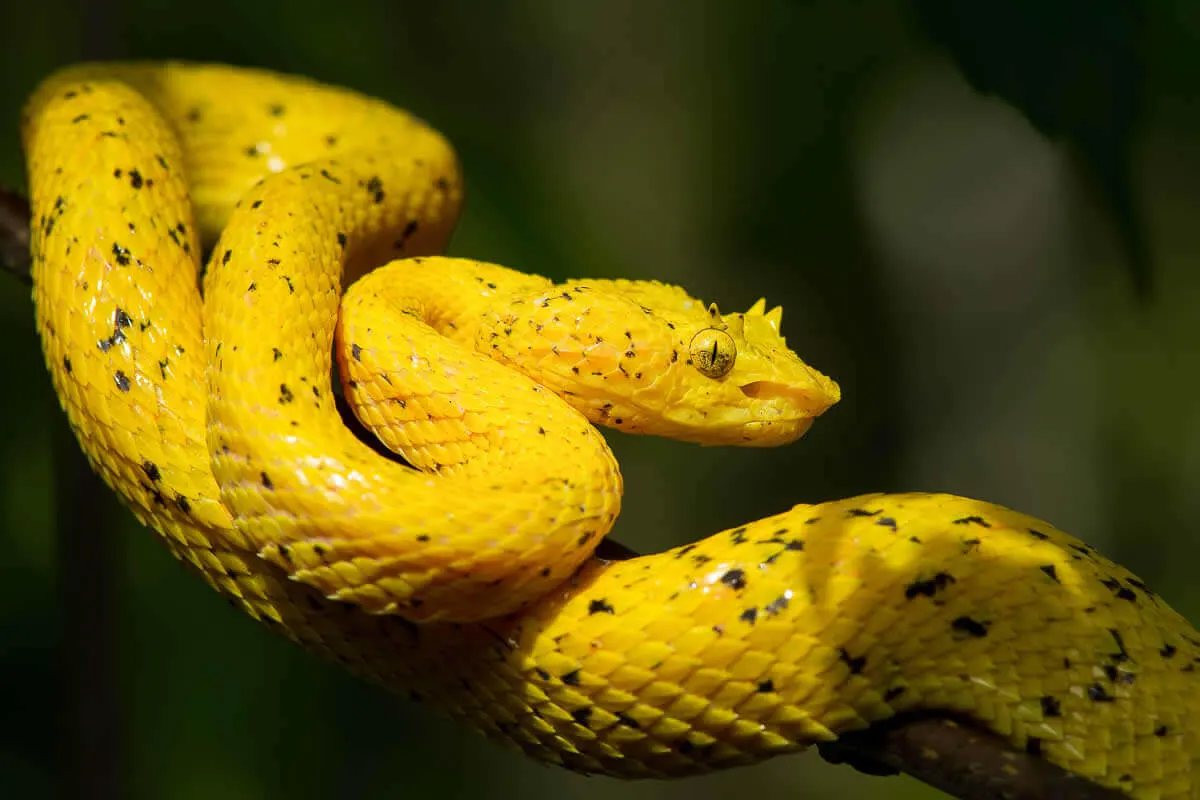 Rainmaker Park Tour | Hanging Bridges & Waterfalls in Manuel Antonio 3