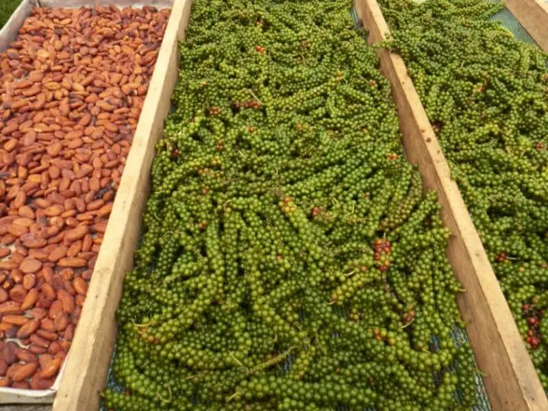 Villa Vanilla Spice Farm Tour in Manuel Antonio 4