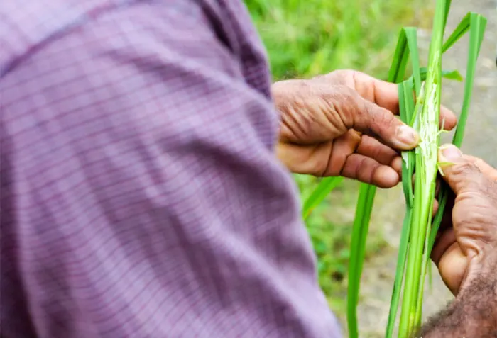 Don Guelo's Farm Tour in Uvita  4