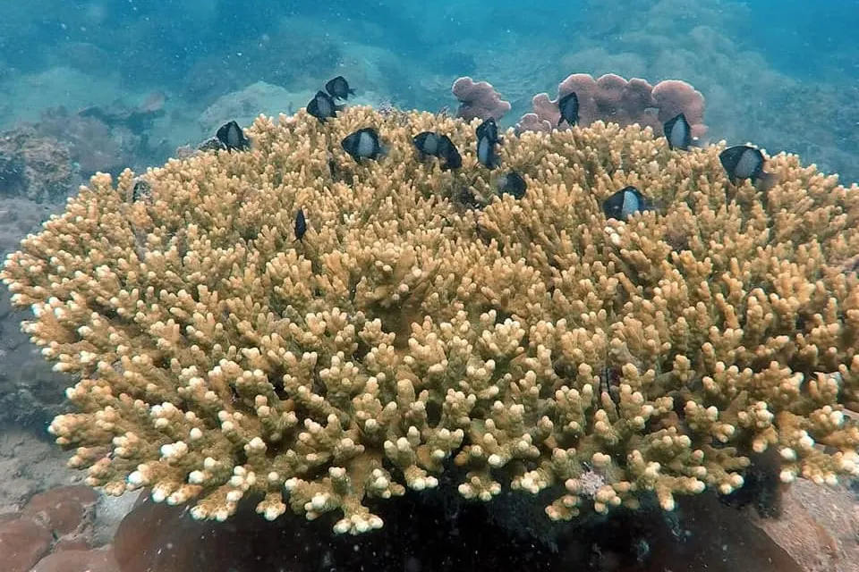 Koh Rong Samloem Island Snorkeling Tour in Sihanoukville 4