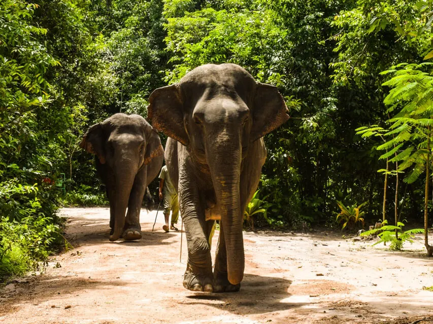 Siem Reap Elephant Private Tour with Countryside Temples 2
