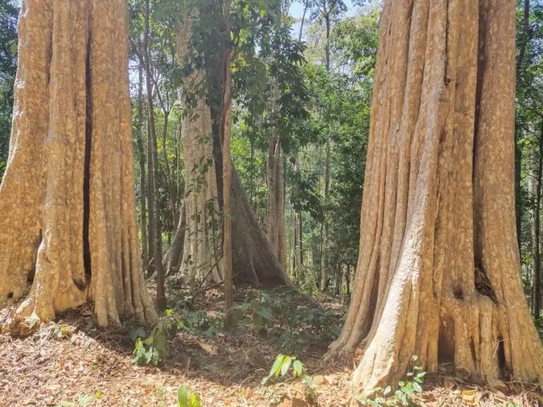 Virachey National Park Trekking and Bamboo Rafting Experience 4