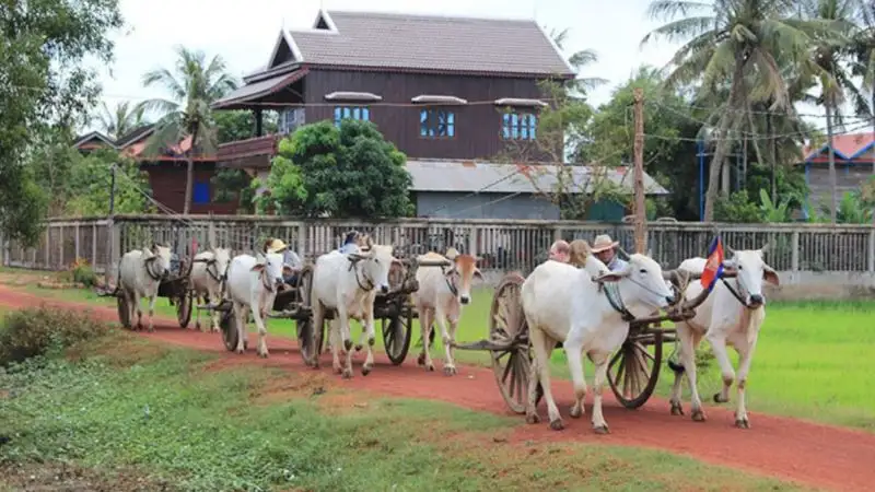 Siem Reap Ox Cart Adventure Tour 4