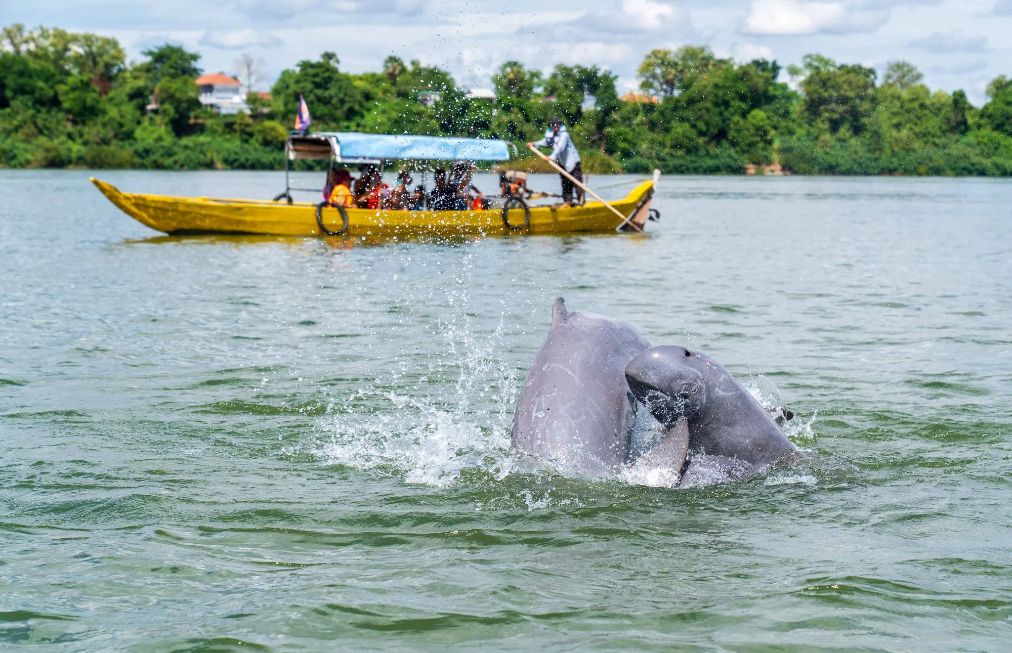 Dolphin Watching in Mekong River image