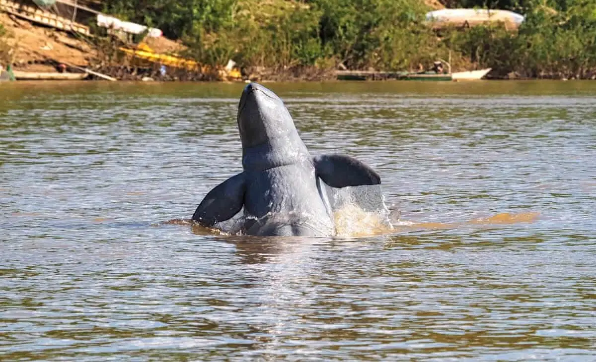 Dolphin Watching in Mekong River 4