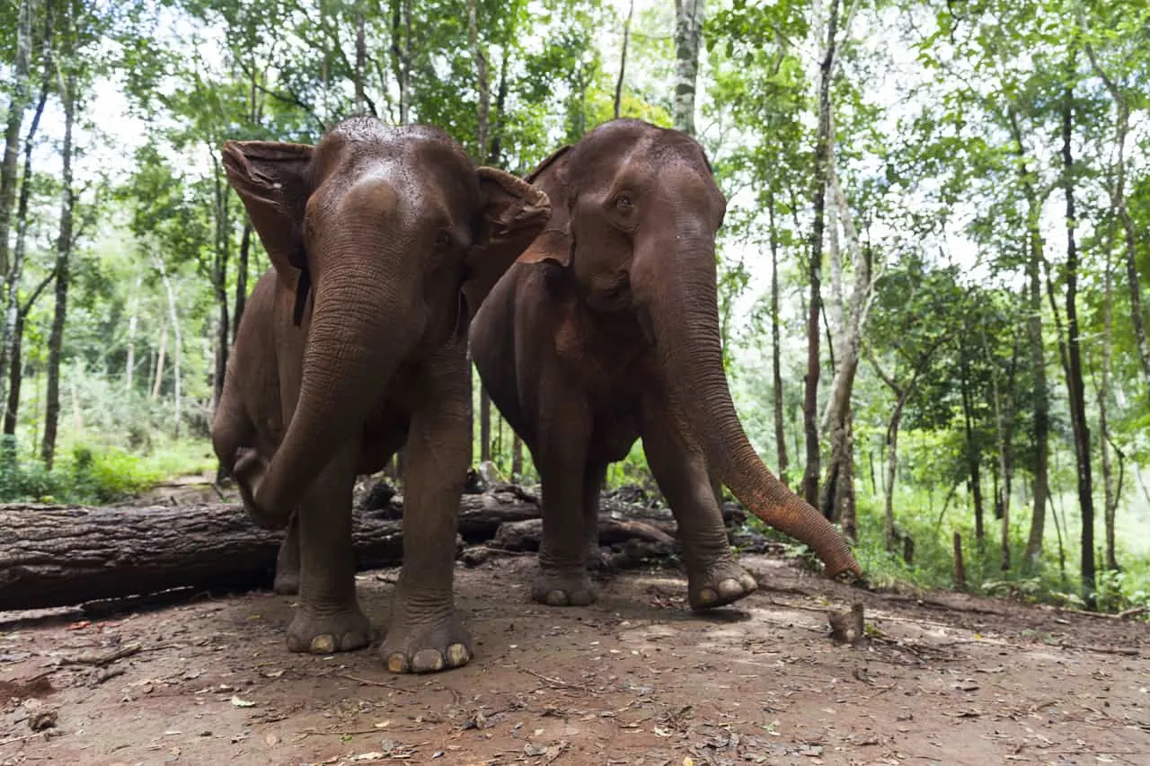 Mondulkiri Eco-friendly Elephant Project Experience 2