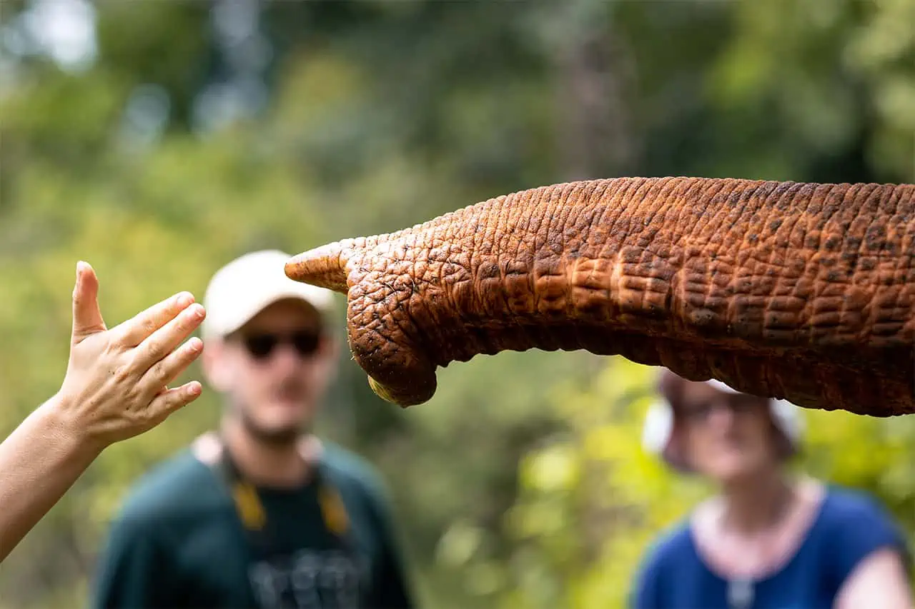 Mondulkiri Eco-friendly Elephant Project Experience 3