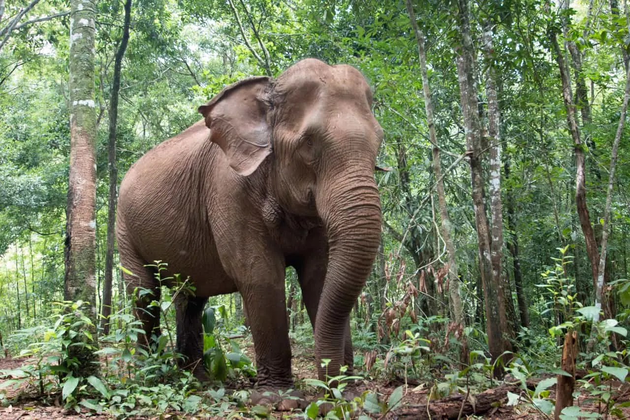 Mondulkiri Eco-friendly Elephant Project Experience 4