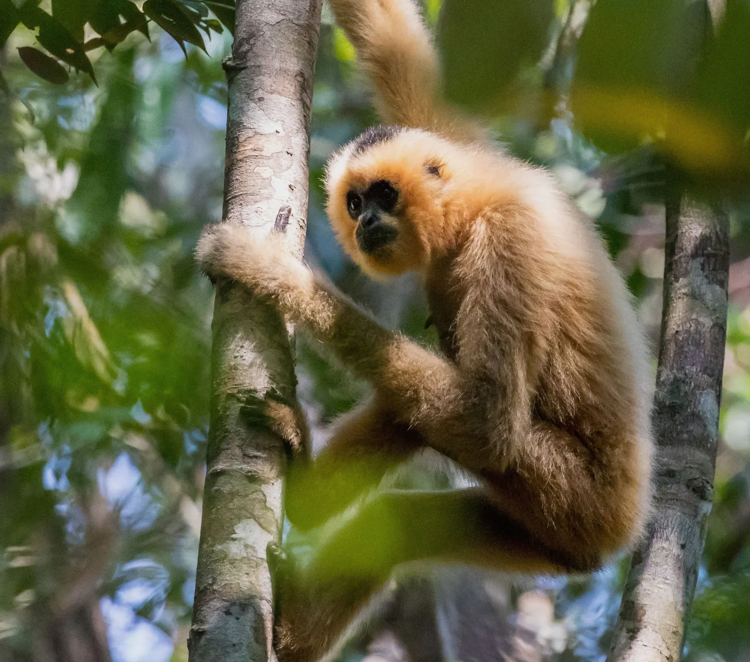 Gibbon Spotting in Veun Sai-Siem Pang National Park 3