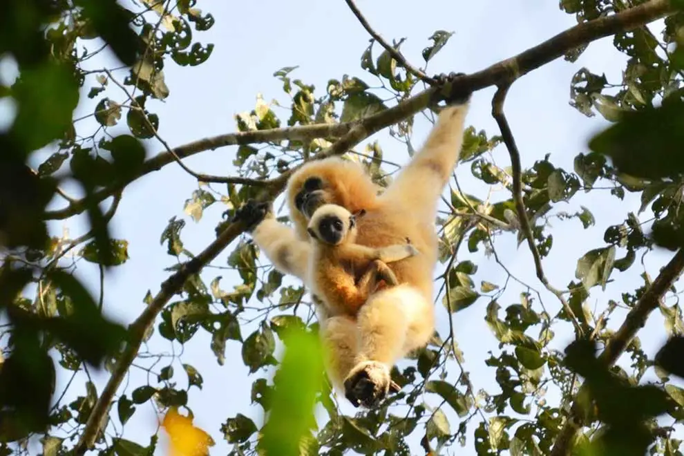 Gibbon Spotting in Veun Sai-Siem Pang National Park 2