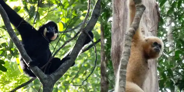 Gibbon Spotting in Veun Sai-Siem Pang National Park 4