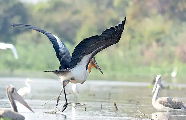 Boeng Peariang Bird Sanctuary Tour in Siem Reap image