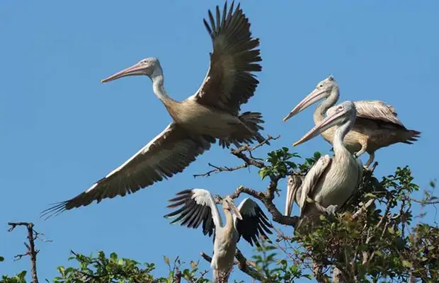 Boeng Peariang Bird Sanctuary Tour in Siem Reap 3