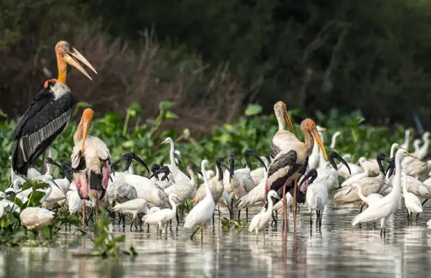Boeng Peariang Bird Sanctuary Tour in Siem Reap 4