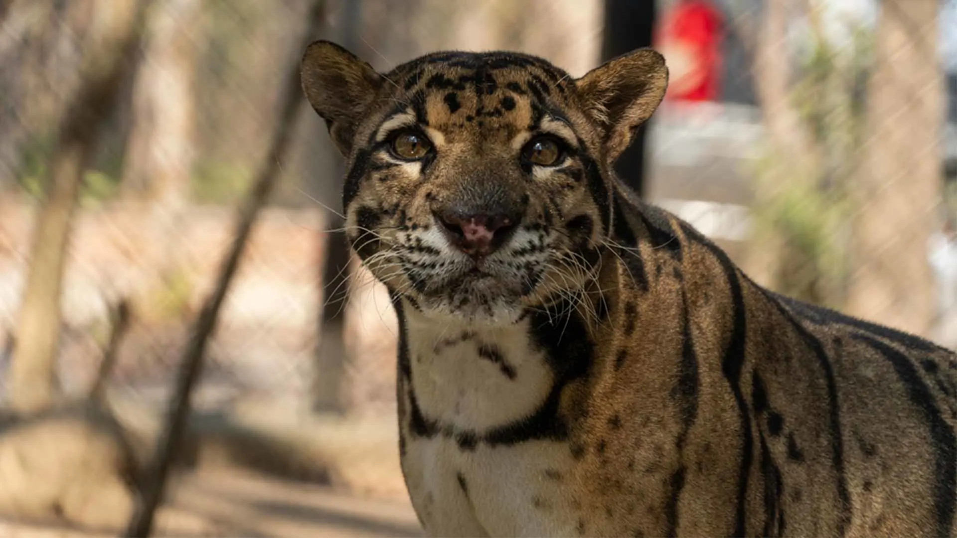 Tour at the Phnom Tamao Wildlife Rescue Center 2