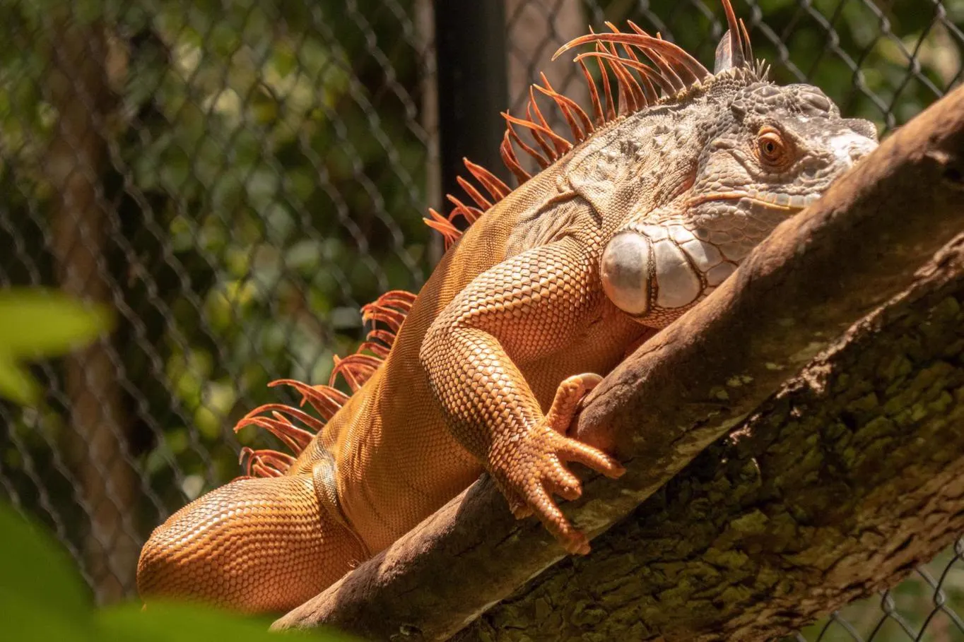 Tour at the Phnom Tamao Wildlife Rescue Center 3