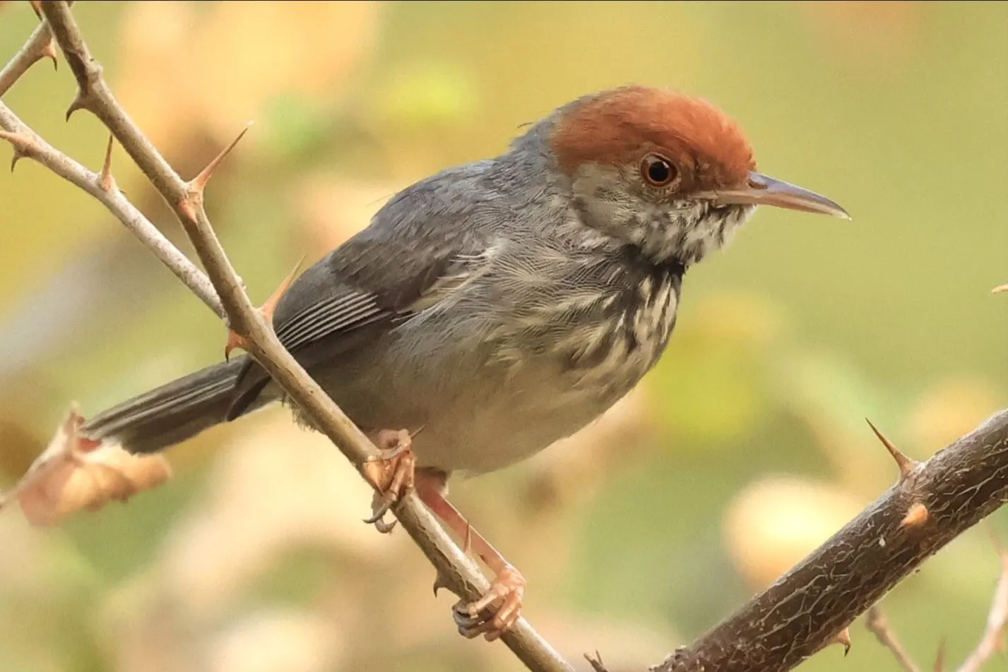 Phnom Penh Birding Experience image