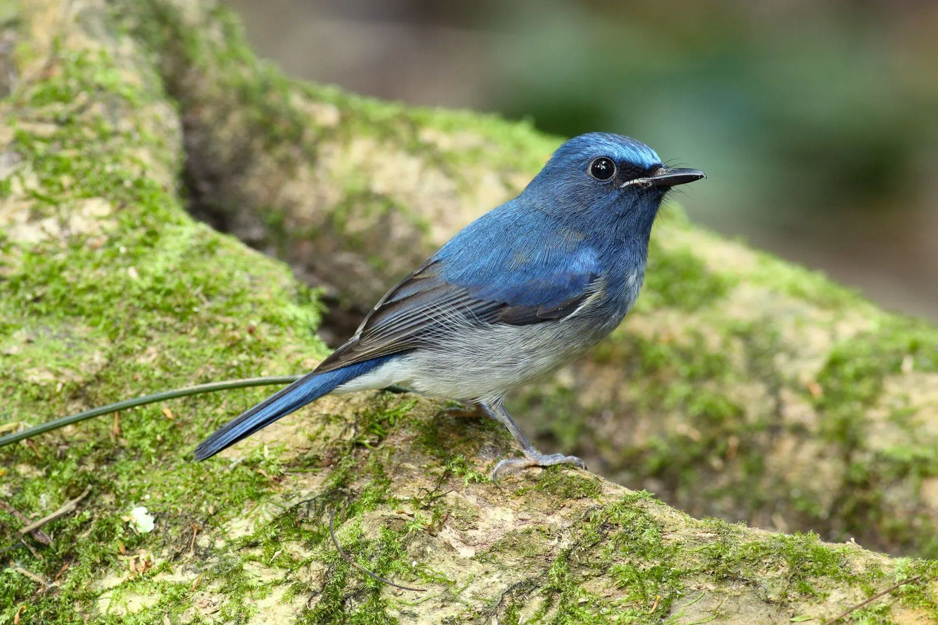 Phnom Penh Birding Experience 2