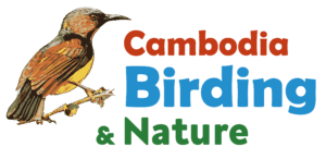 Cambodia Birding & Nature
