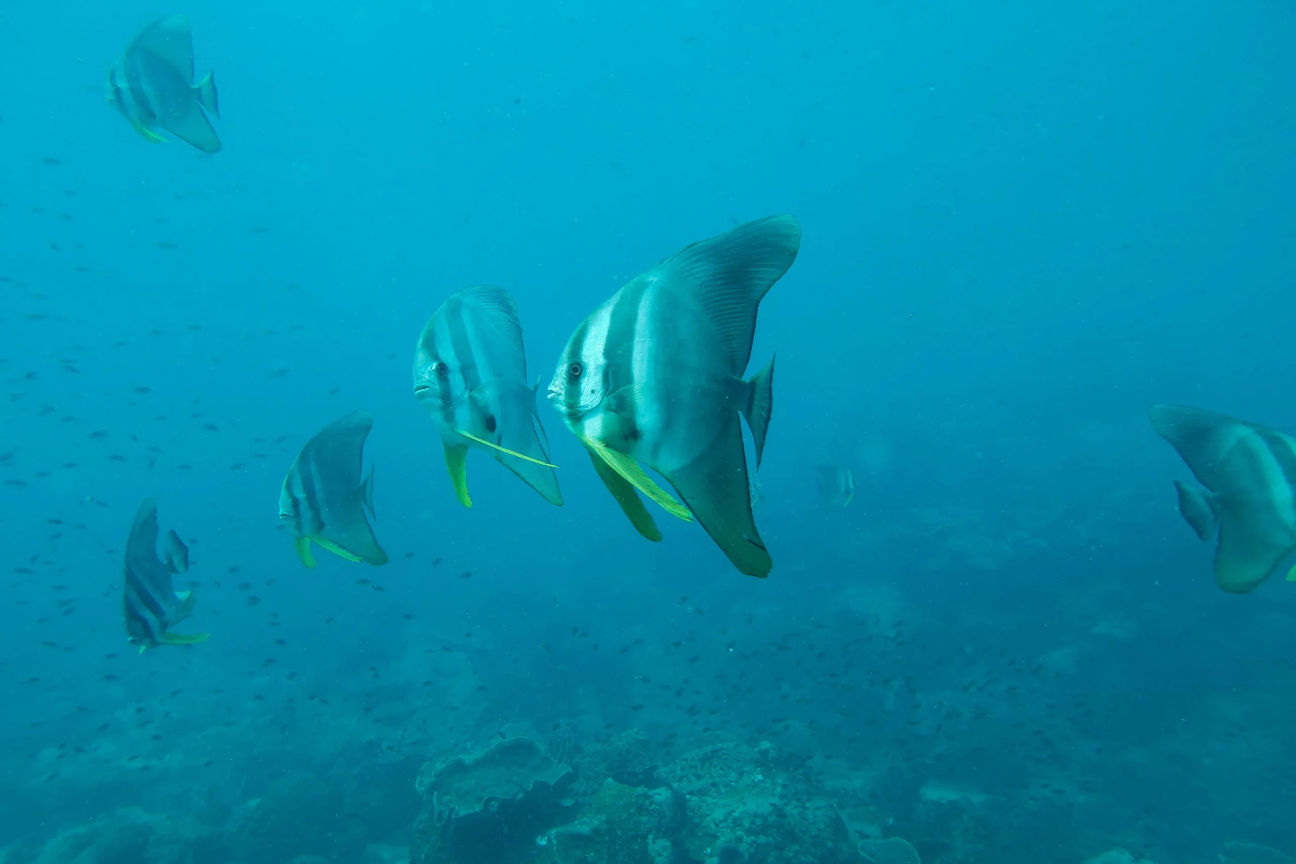 Fun Dive in Koh Rong Sanloem 3