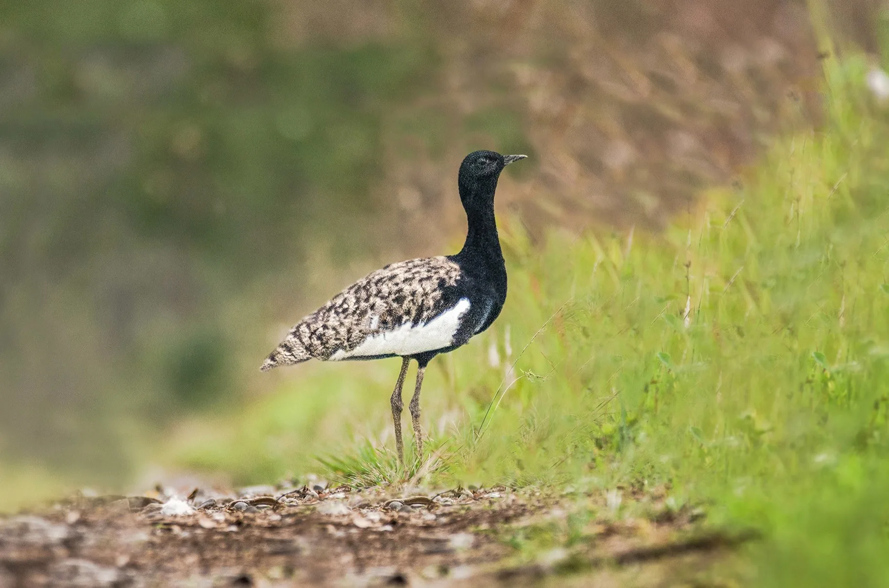 Kampong Thom Grassland Bird Watching Tour image