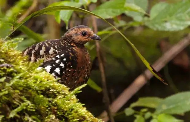Kampong Thom Grassland Bird Watching Tour 2