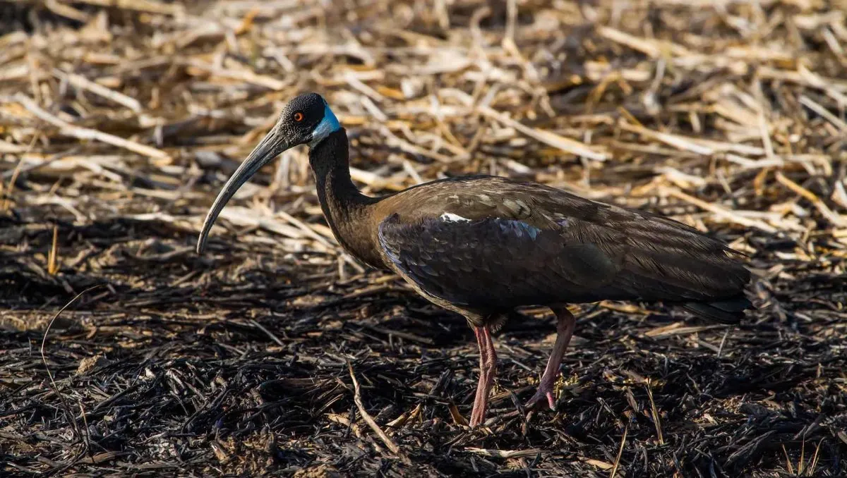 Kampong Thom Grassland Bird Watching Tour 3
