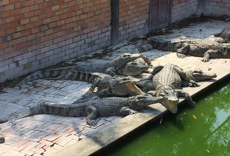 Crocodile Farm Tour in Siem Reap image