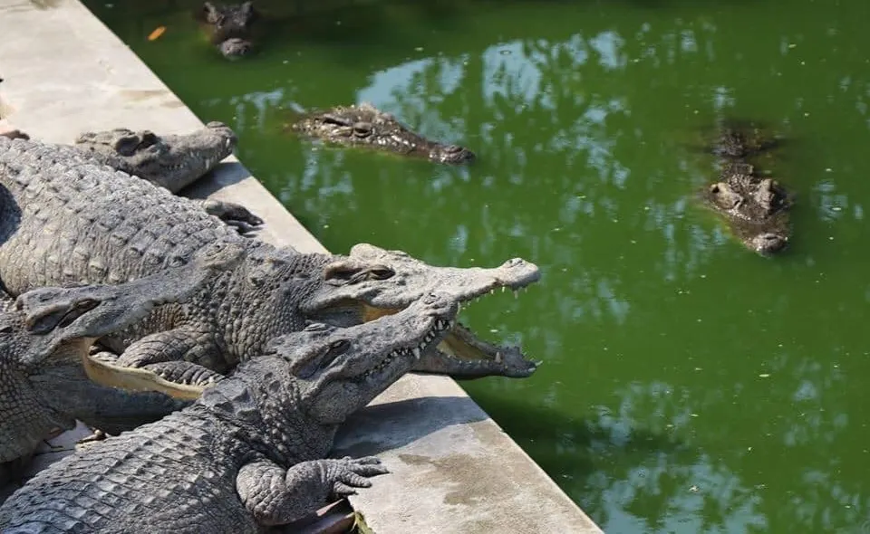 Crocodile Farm Tour in Siem Reap 2