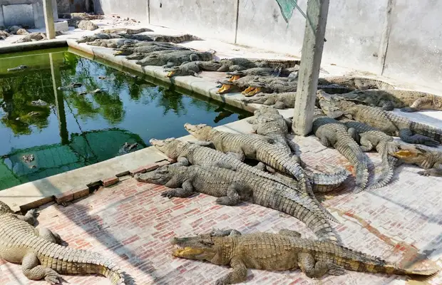 Crocodile Farm Tour in Siem Reap 4