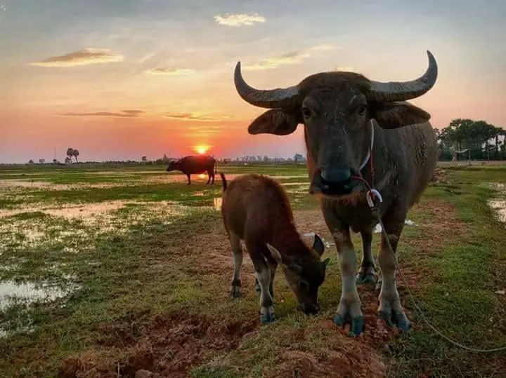 Experience the Authentic Rural Life in Siem Reap 3
