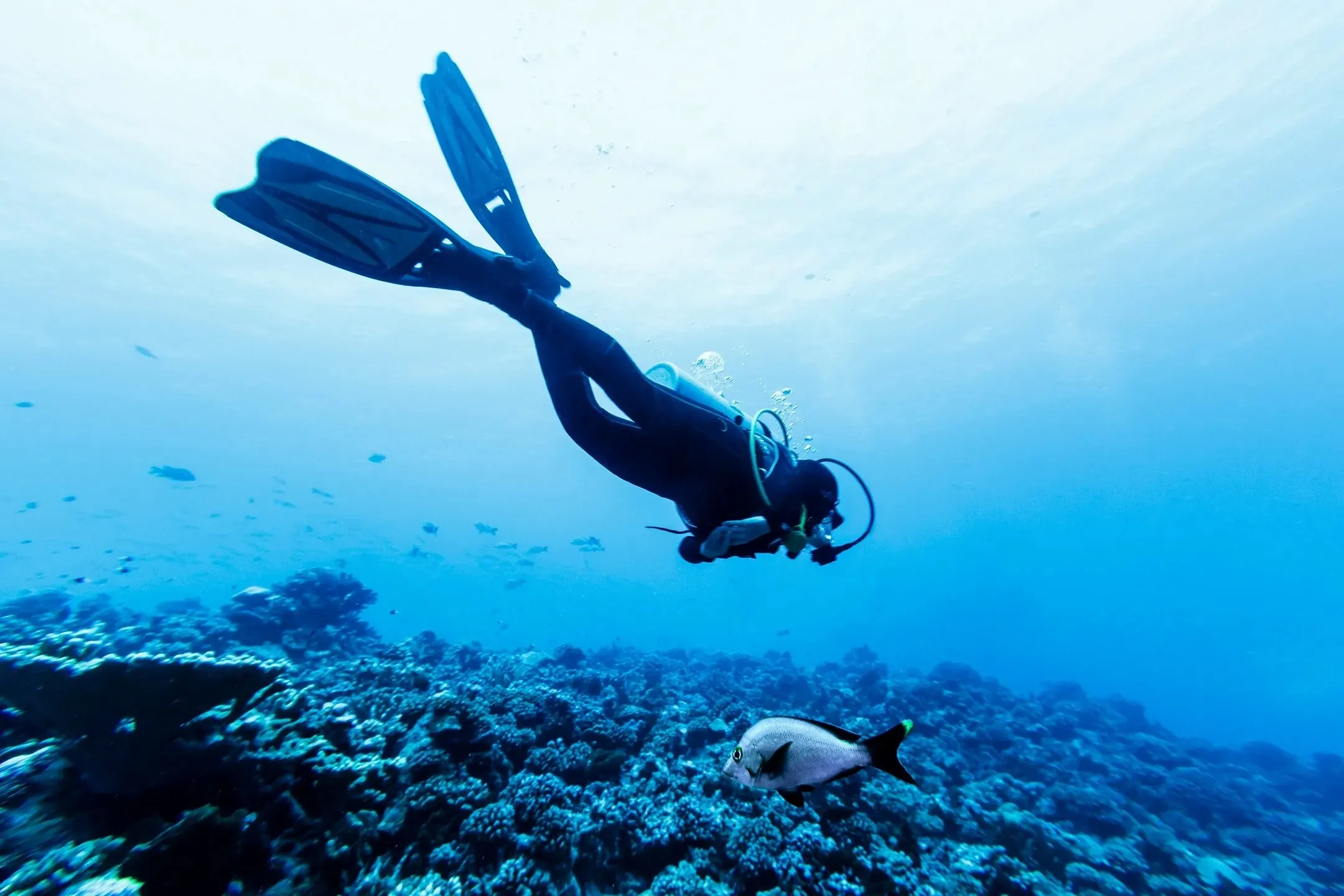 Refresher Dive in Koh Rong Sanloem image