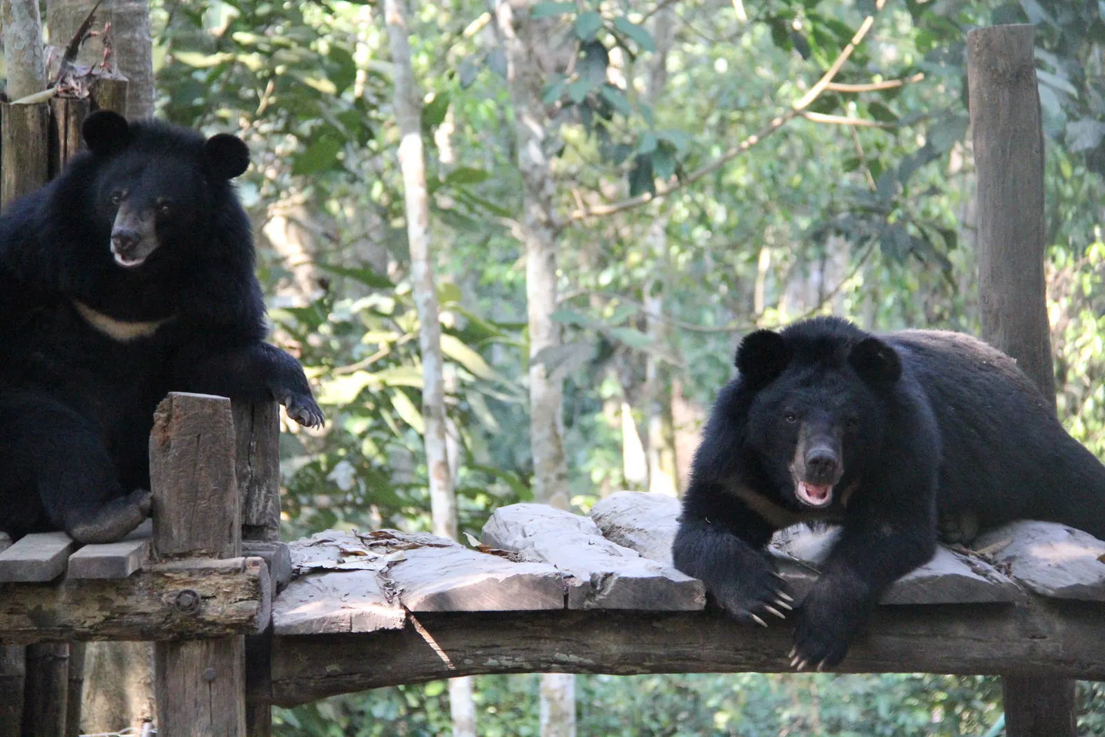 Trek to Kuang Si Waterfall in Luang Prabang and Visit Bear Rescue Centre 3