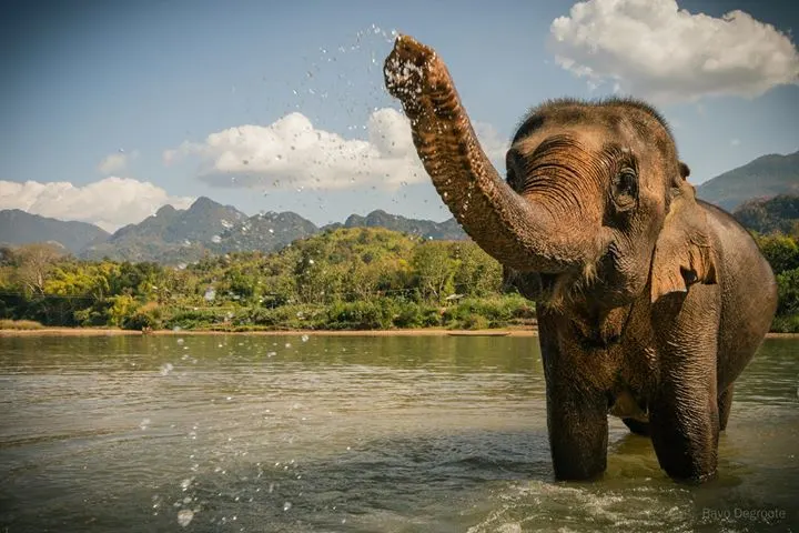 Luang Prabang Elephant Experience with Trekking image