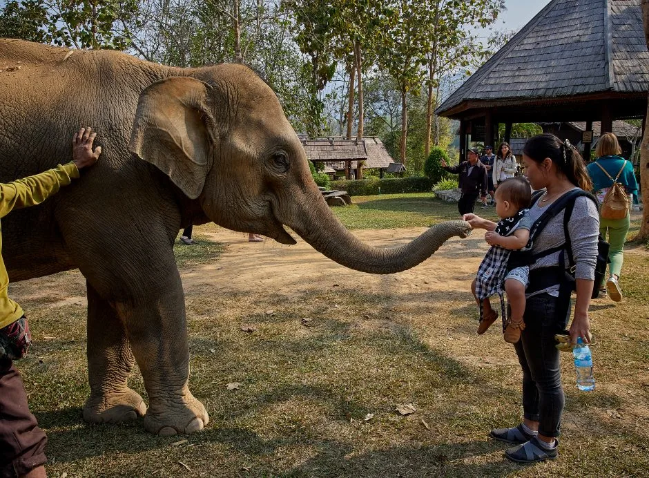 Luang Prabang Elephant Experience with Trekking 2
