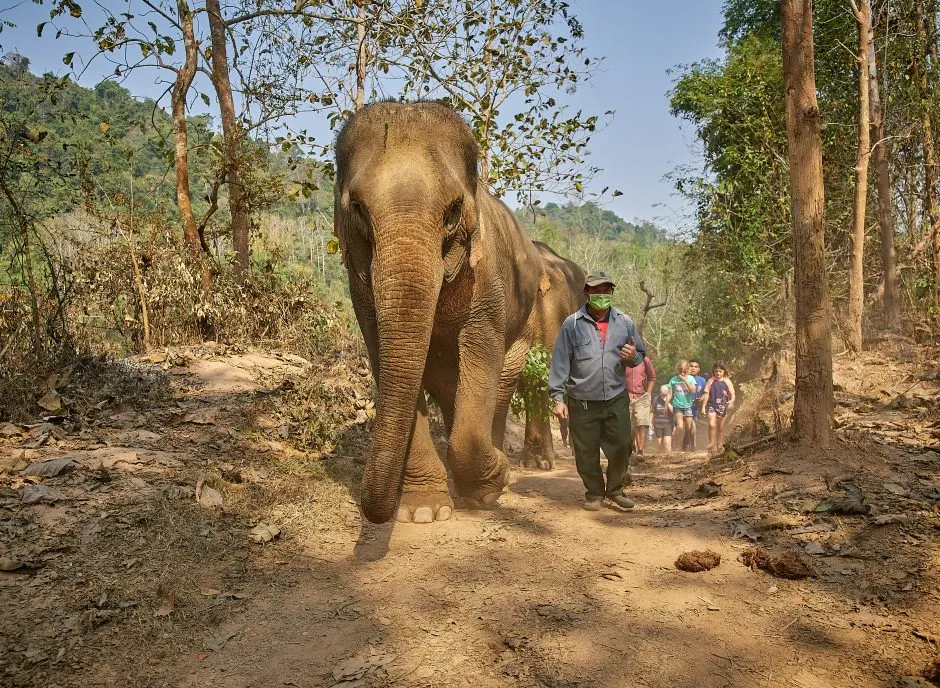 Luang Prabang Elephant Experience with Trekking 4