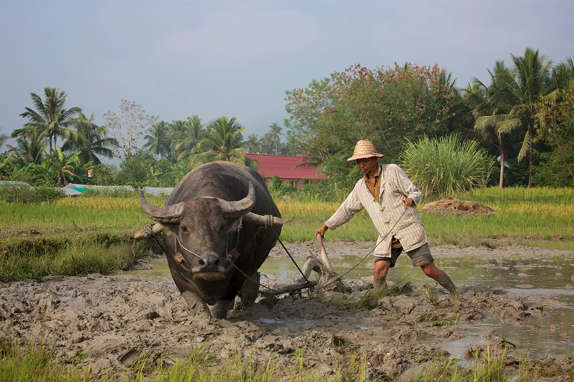 The Living Land Farm Rice Experience in Luang Prabang image