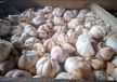 Garlic local