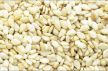 Sesame seed