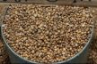 Coriander seed