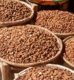 Almond Nut 1