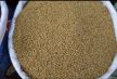 Fenugreek