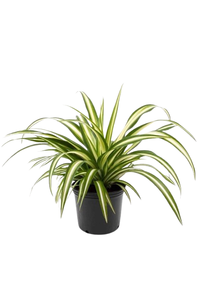 Spider Plant
