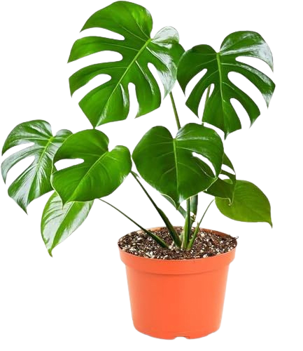 Monstera plant