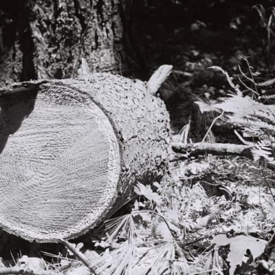 Photo IMG_6300_pu21m1