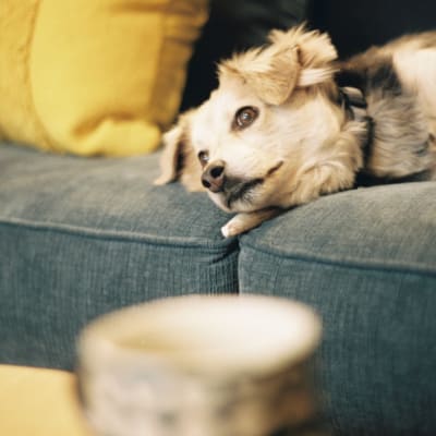 Photo IMG_6268_ishs21