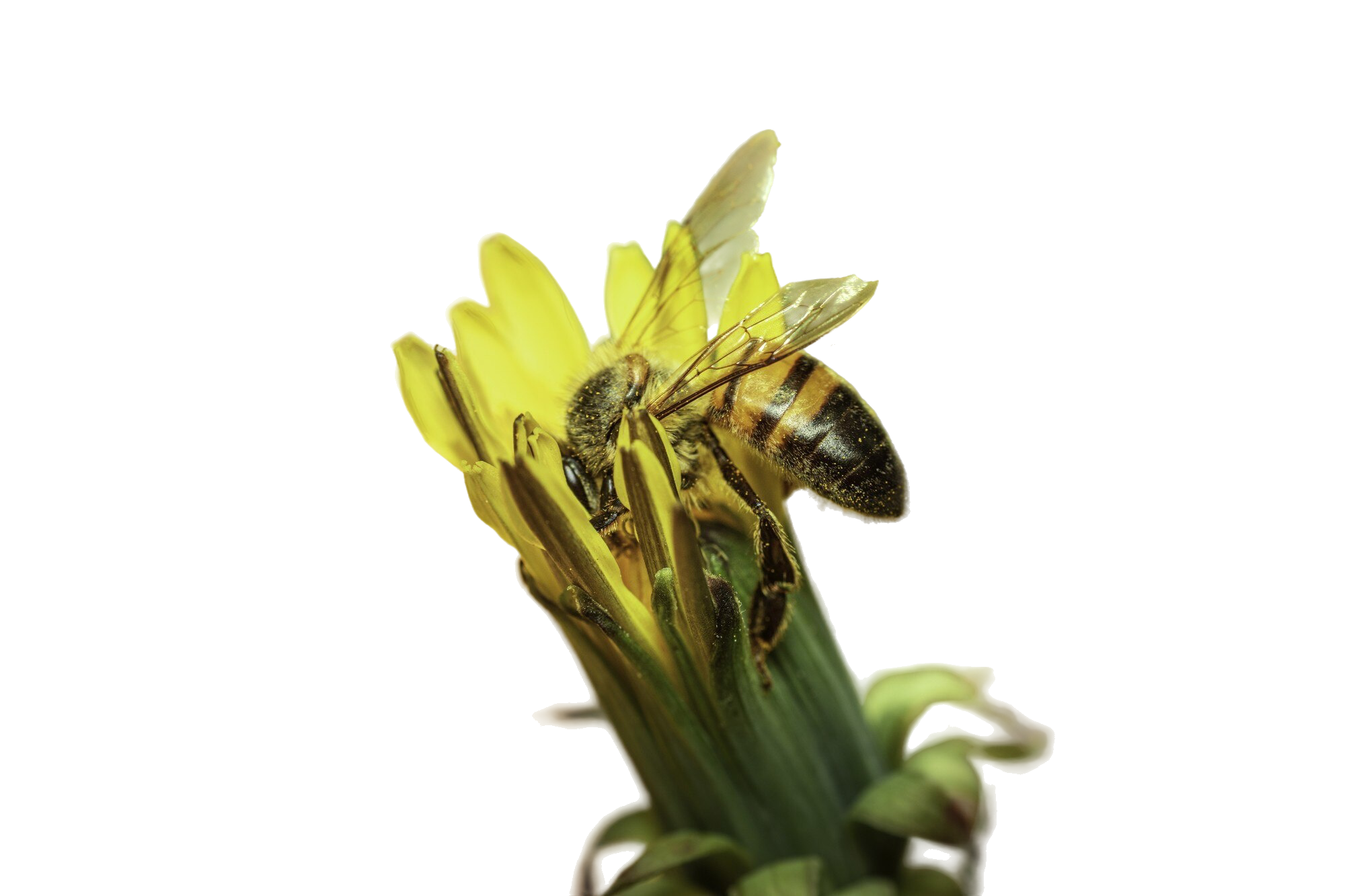 Abelha coletando pólen de flor, representando a análise melissopalinológica
