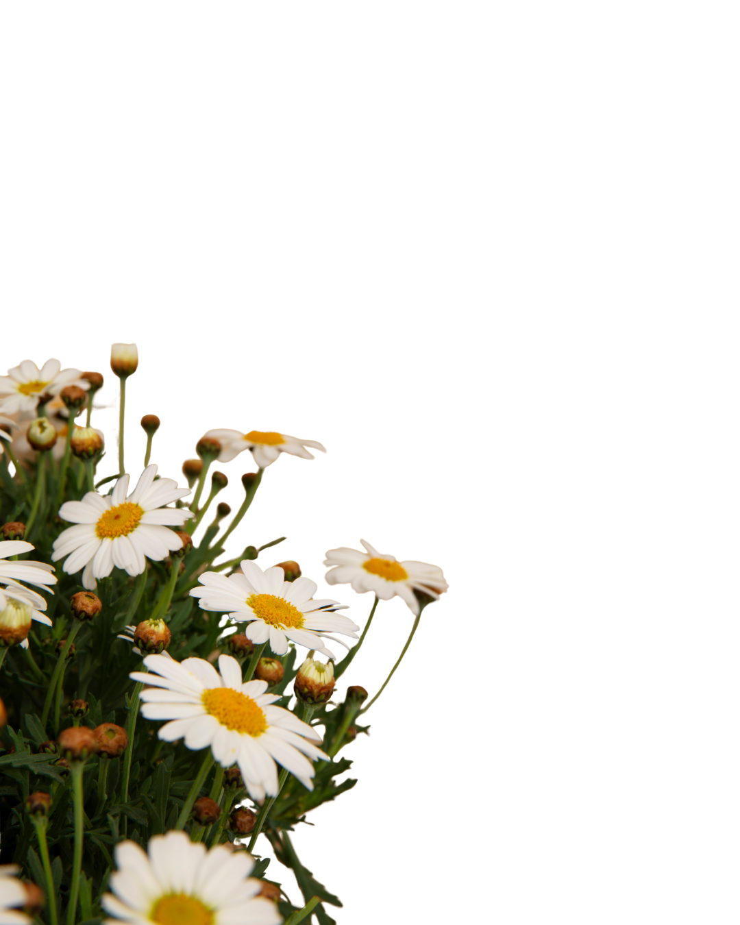 Margaridas decorativas representando a diversidade botânica na produção de mel