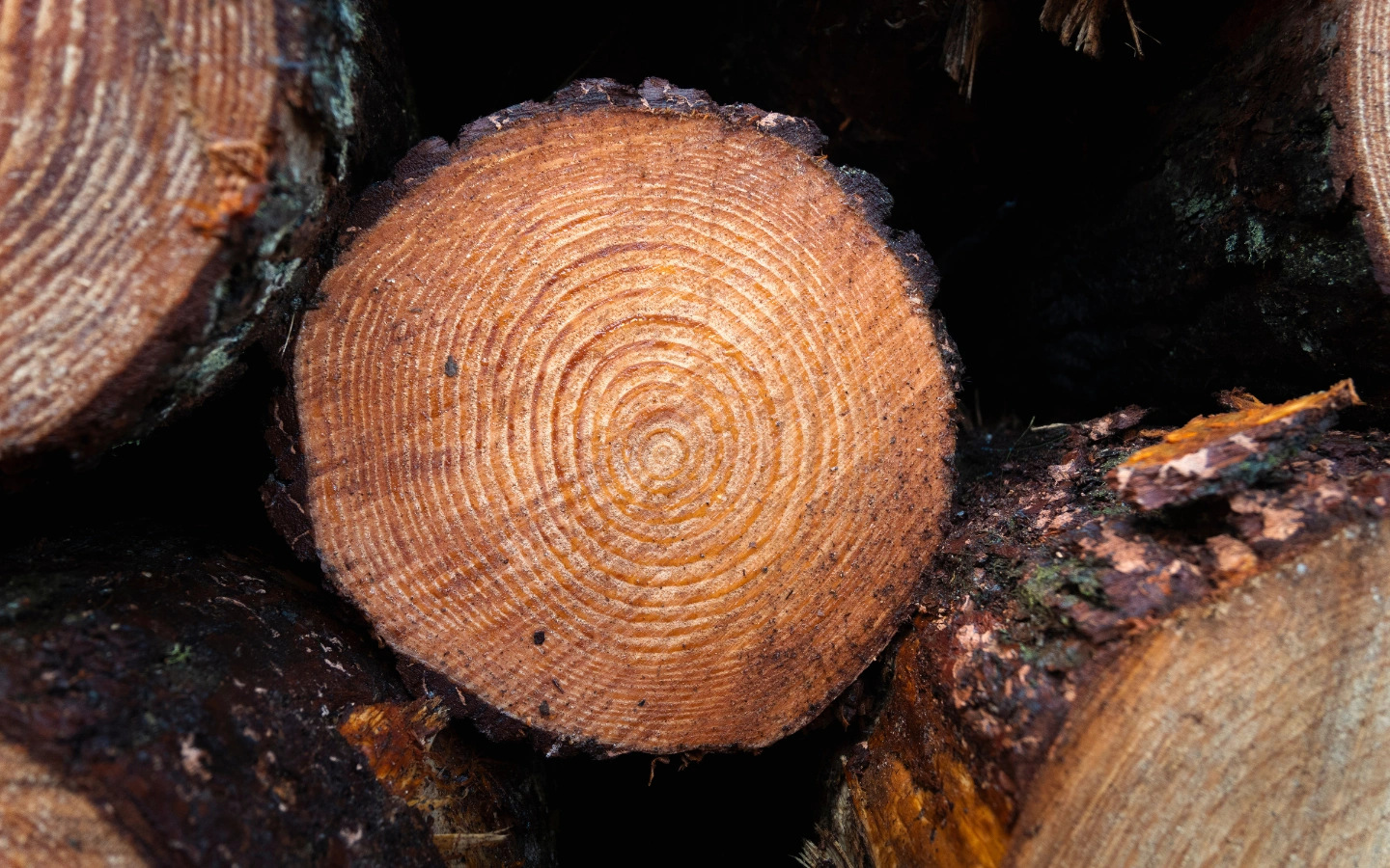 Floresta ao amanhecer com luz dourada e névoa, representando origem e sustentabilidade da matéria-prima