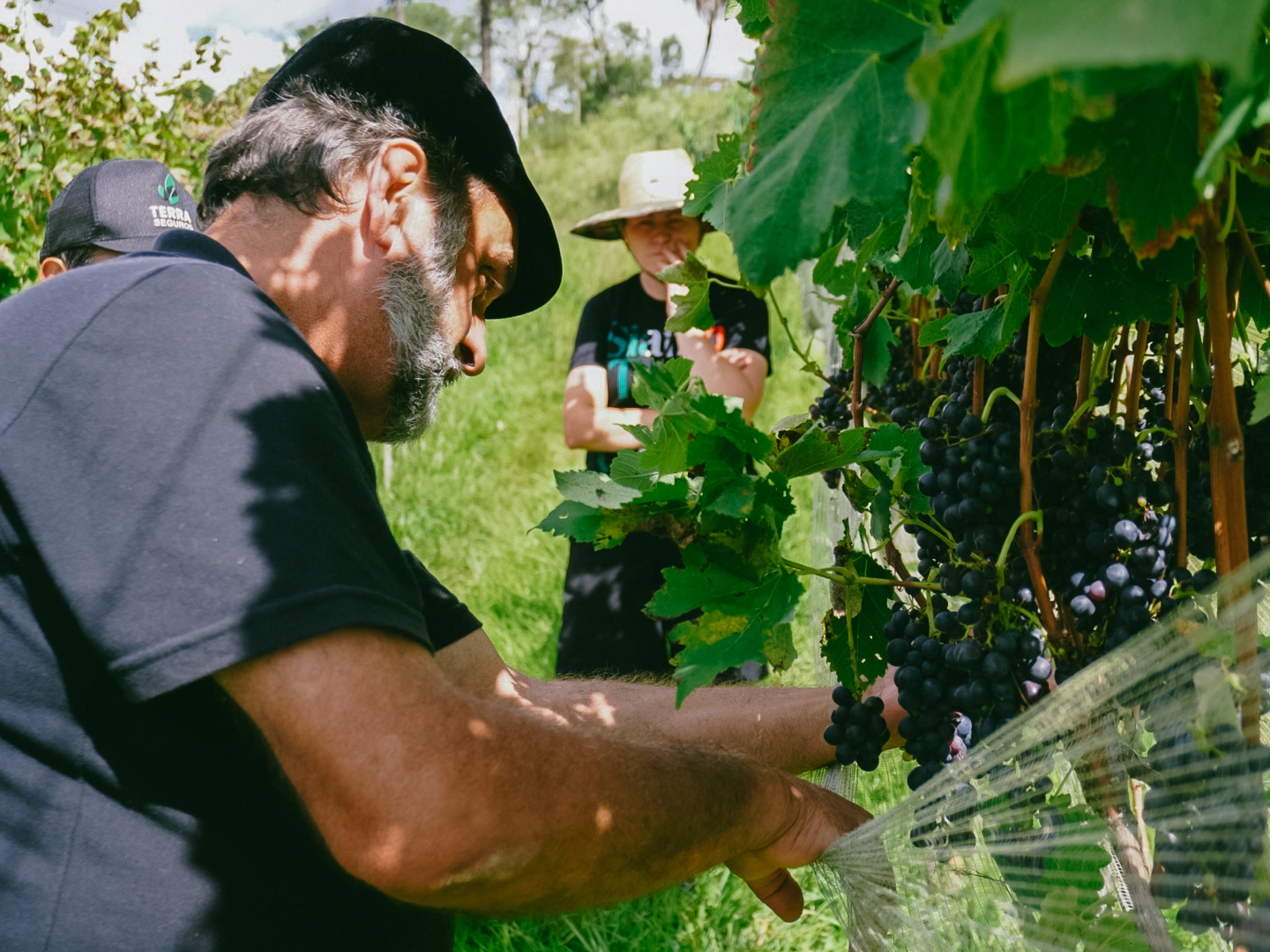 Vinhedo da Vinícola Berto Aguiar na serra catarinense